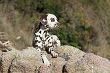 DALMATIEN 168